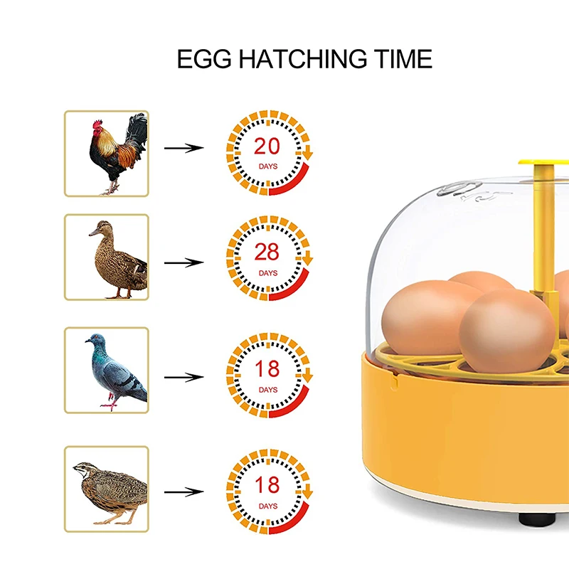 Inkubator do hodowli kur, kacz – Quail Egg Incubator recenzja i cena