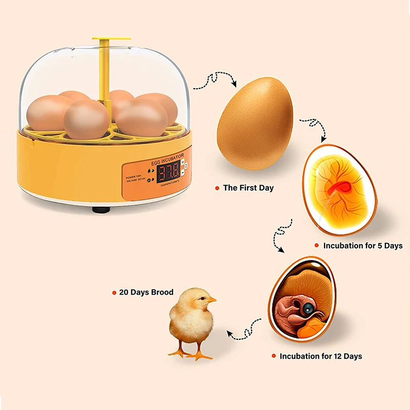 Inkubator do hodowli kur, kacz – Quail Egg Incubator recenzja i cena