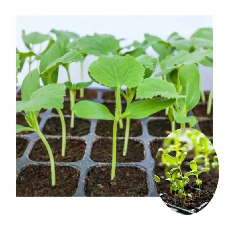 Automatyczna maszyna do sadzen – Nursery Plug Tray recenzja i cena