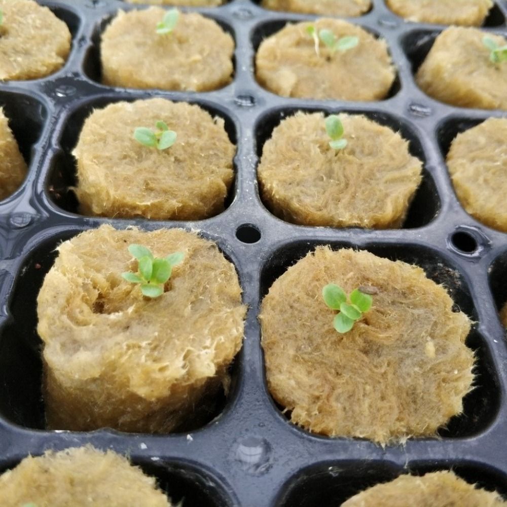 50 sztuk bloków do hydroponicz – Nursery Plug Tray recenzja i cena